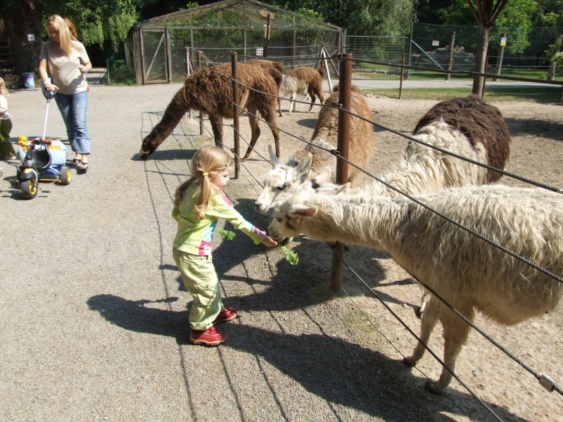 Clara füttert Lamas