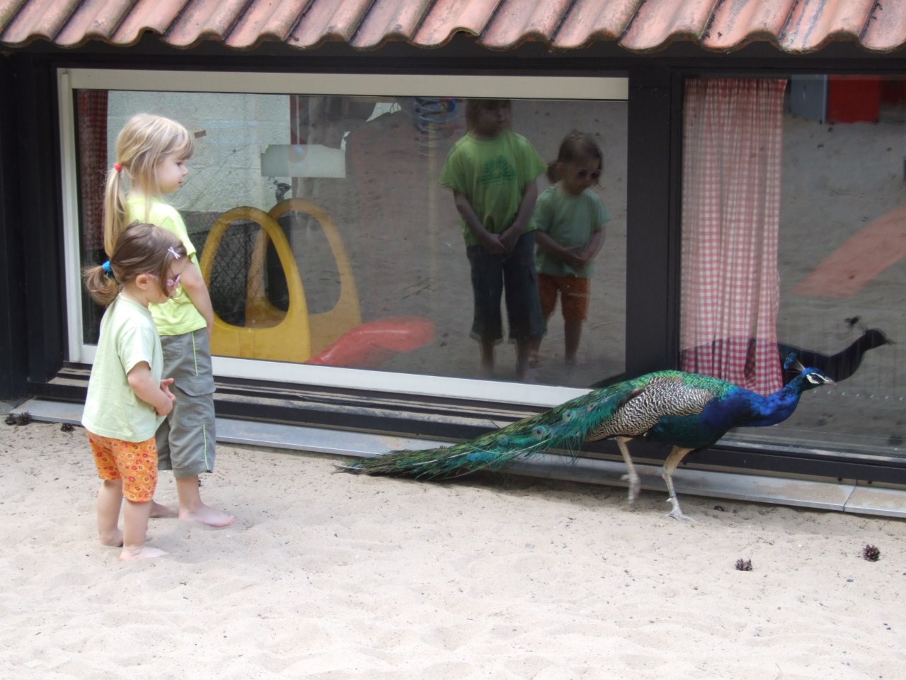 Clara, Tessa und der Pfau