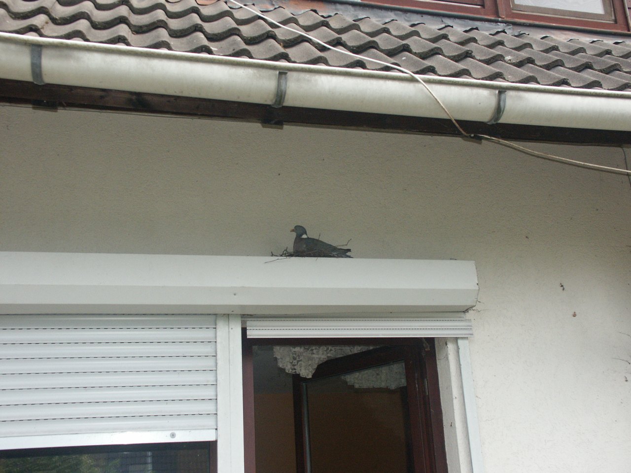 Nistende Taube